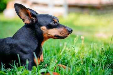 miniature pinscher in green grass