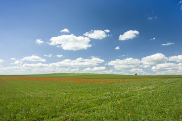 Green fields with red poppies, horizon and blue sky