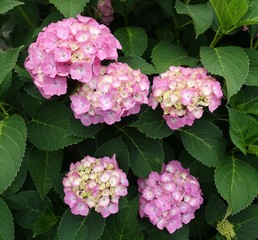 ピンクの紫陽花