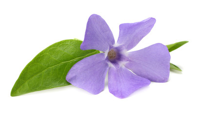 one blue periwinkle with green leaves isolated on white background. Vinca minor