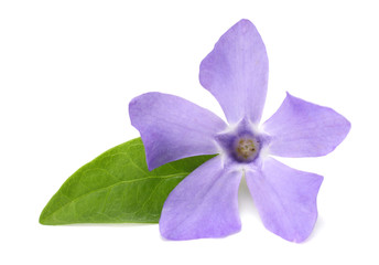one blue periwinkle with green leaves isolated on white background. Vinca minor