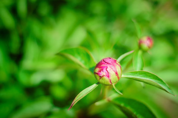 Blooming pink peony bud in the garden
