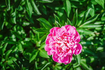 Blooming pink peony flower in the garden
