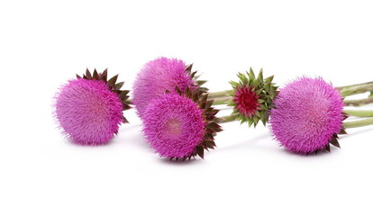 Burdock flowers isolated on white background