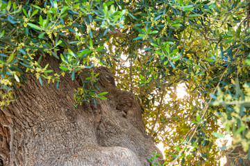 Olive plantation with old olive tree in the Apulia region, Italy