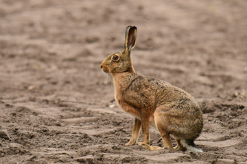 Feldhase (Lepus europaeus)