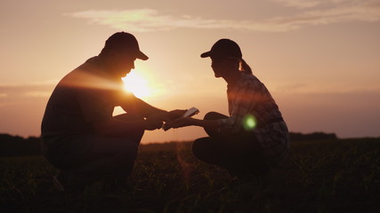 Two farmer man and woman are working in the field. They study plant shoots, use a tablet. At sunset