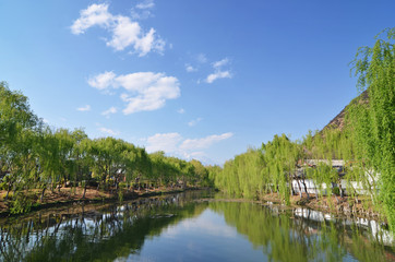 Fototapeta na wymiar Willow trees along the river 