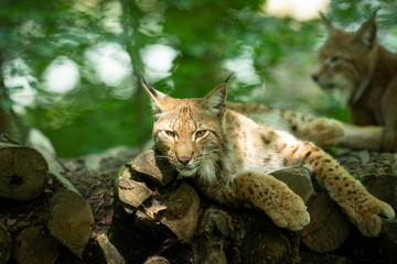 Obraz premium Lynx Animal