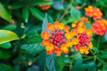 Closeup to Lantana Camara Flowers with Green Leafs background.