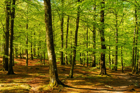 Fototapeta Lovely green beech forest on a sunny morning. Soderasen national park in Sweden.