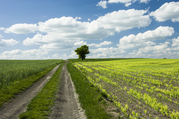 Fototapeta na wymiar Yellow field, road and tree