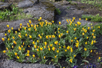yellow tulips bloom in the park in the spring