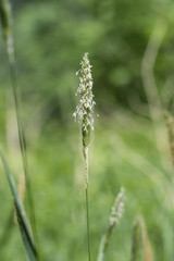 Pollens on edges of meadow plants.