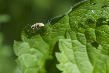 A beetle on the edge of a nettle leaf.