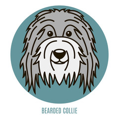 Portrait of Bearder Collie. Vector illustration