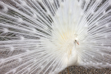 White peafowl with open tail