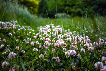 wild flowers in a clearing on a forest background