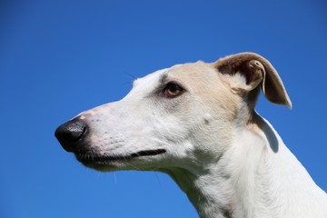 bautiful galgo head portrait with the blue sky in the background