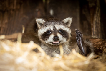 Fototapeta premium Baby Racoon Animal