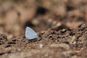 The holly blue (Celastrina argiolus) is a butterfly that belongs to the Lycaenids or blues family and is native to Eurasia and North America