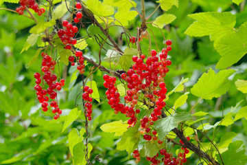 redcurrant