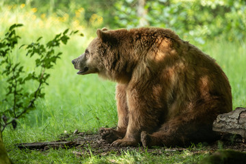 Brown Bear Animal