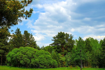 Fototapeta na wymiar Green forest, bushes, aspen birches and blue sky