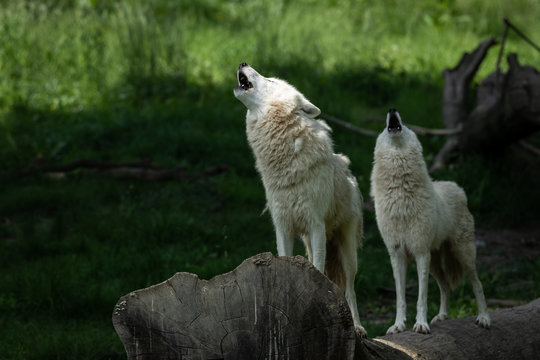 Artic Wolf Animak
