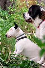 English Bull Terrier white dog and St. Bernard dog is posing in garden, animals portrait, beautiful green trees and bushes. Dogs is sitting and looking. Beautiful doggy, pet concept, domestic animal.