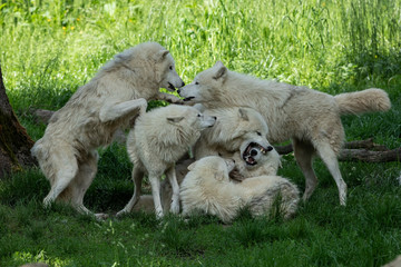 Obraz premium Artic Wolf Animak