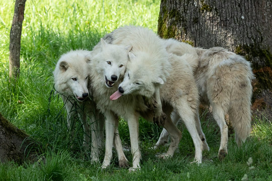 Artic Wolf Animak