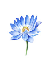Obraz premium Lotus blue watercolor