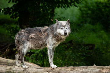 Obraz premium Black Wolf Animal