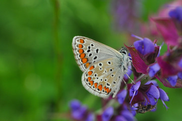 Common blue butterfly on flowers. Aricia agestis, Brown Argus on wild meadow