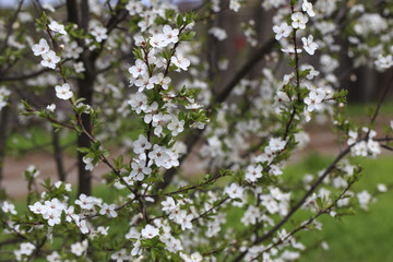 cherry blossoms in the garden in spring
