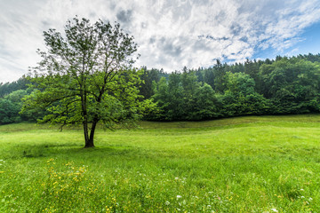 Green tree on a clearance in the forest