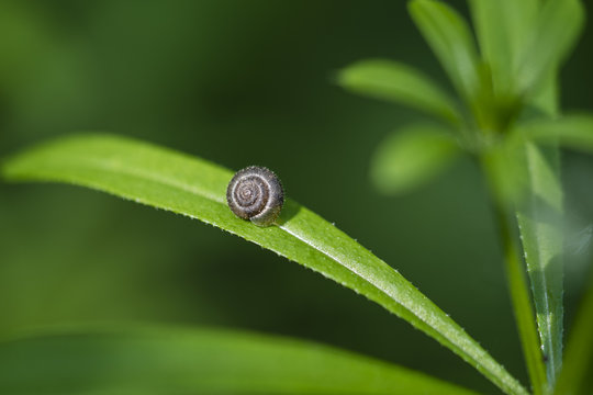 Snail on the leaf.