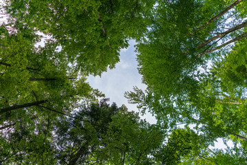 Obraz premium Wald Baumwipfel