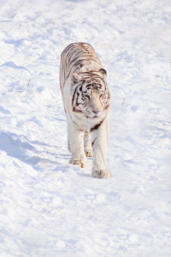 Wild white bengal tiger is walking on white snow. Animals in wildlife.
