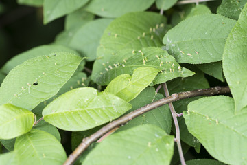 Growth on green tree leaves.