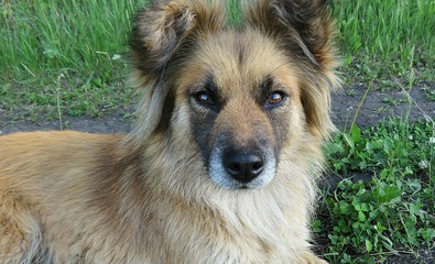 Dog in the yard, closeup