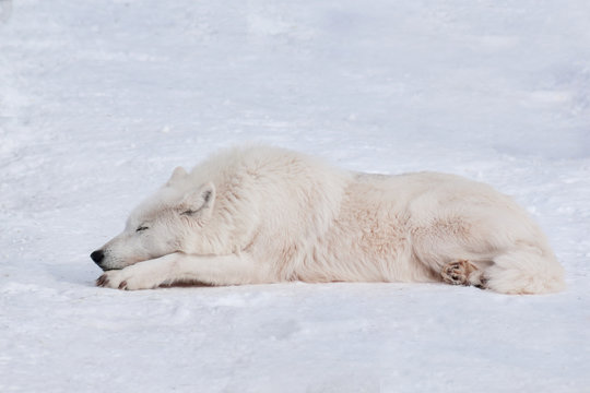 Fototapeta Wild polar wolf is sleeping on white snow. Arctic wolf or white wolf. Animals in wildlife.