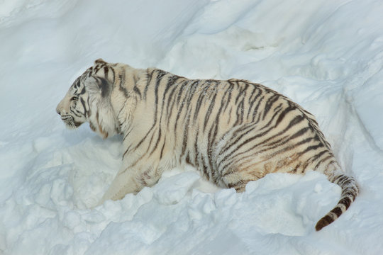 Wild white bengal tiger is lying on white snow.