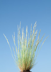 Fototapeta premium Dry grass and blue sky