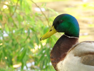Smilyng Duck