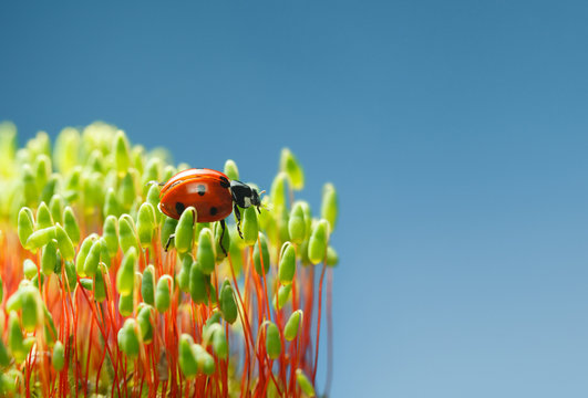 Red bug on green moss