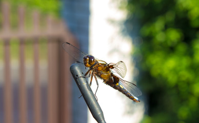 Yellow dragonfly on the antenna