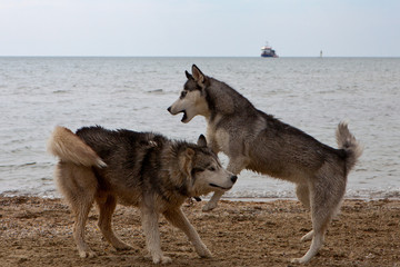 Fototapeta na wymiar Couple of husky dogs playing on seaside