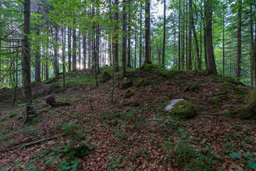 Wald